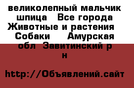 великолепный мальчик шпица - Все города Животные и растения » Собаки   . Амурская обл.,Завитинский р-н